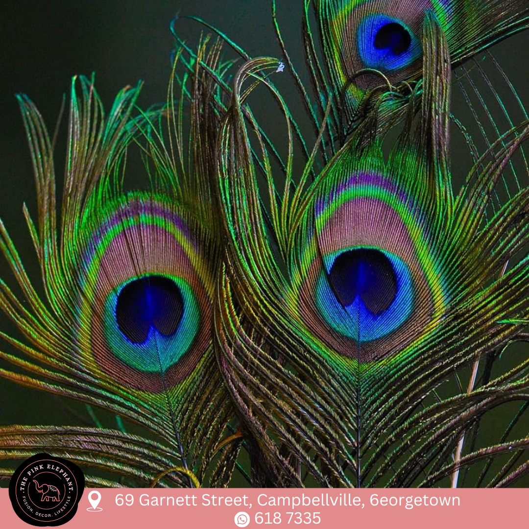 Peacock Feathers